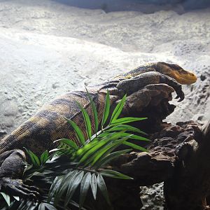 Reptile House: Yellow-Headed Water Monitor