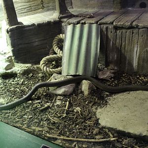 Reptile House: Black Mamba