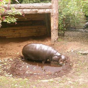 Old Pygmy Hippo Enclosure