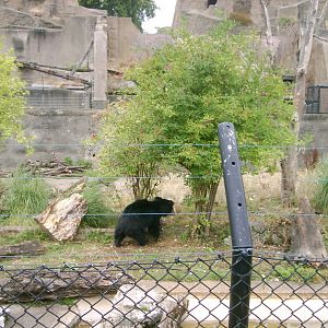Sloth Bears on the Mappins