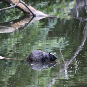 Wild Eurasian Beaver