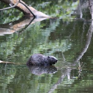 Wild Eurasian Beaver