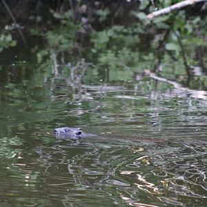 Wild Eurasian Beaver Swimming