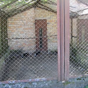 Riga Zoo - Pheasant aviary #3