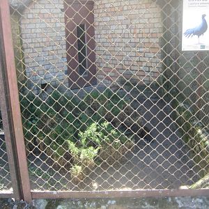 Riga Zoo - Pheasant aviary #4