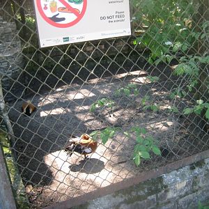 Riga Zoo - Ruddy shelduck aviary #3