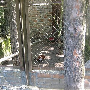 Riga Zoo - Ruddy shelduck aviary #4