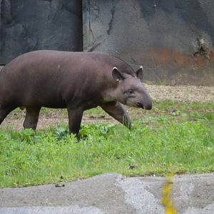 Tapirus terrestris