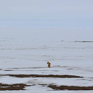 Red Fox - Alaska
