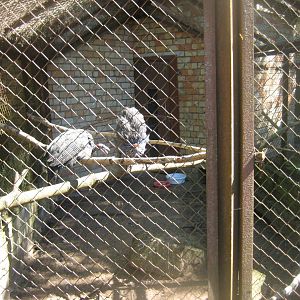 Riga Zoo - Guineafowl aviary