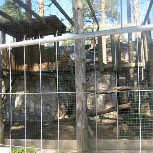 Riga Zoo - Lynx exhibit