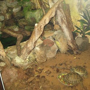 Riga Zoo - Reptile house - Tortoise/water dragon exhibit