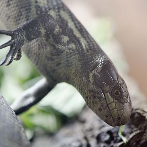 Solomon Islands skink infant
