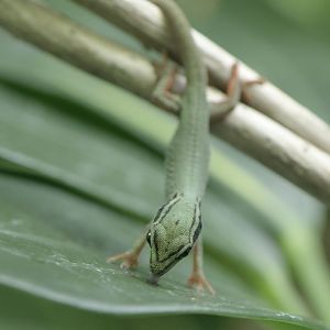 Electric blue gecko hatchling