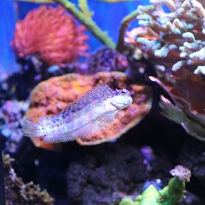 Jewelled Blenny