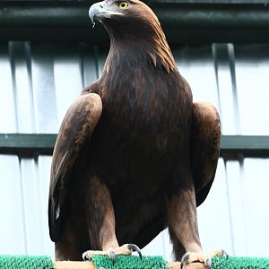 Golden eagle (Aquila chrysaetos)