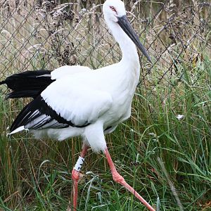 Oriental white stork (Ciconia boyciana)