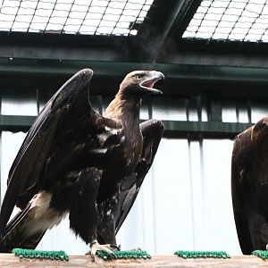 Eastern Imperial eagle (Aquila heliaca)
