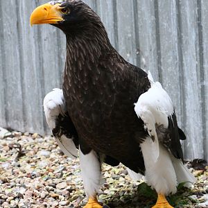 Steller's sea eagle (Haliaeetus pelagicus)