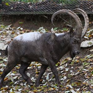 Central Asian ibex (Capra sibirica alaiana)