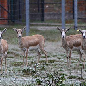 Persian gazelle (Gazella subgutturosa subgutturosa)