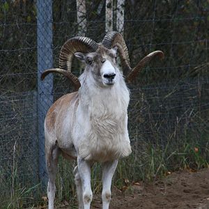 Marco Polo sheep (Ovis ammon polii)