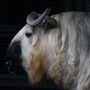 Sichuan takin (Budorcas taxicolor tibetana)