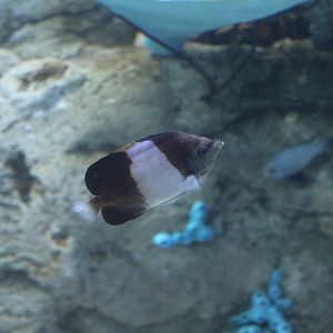 Brown-and-White Butterflyfish