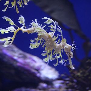 Leafy Seadragon