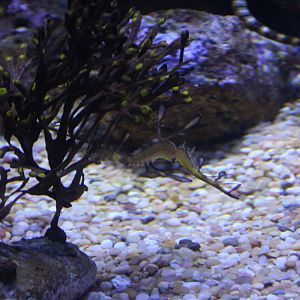 Weedy Seadragon