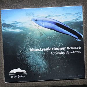 Cleaner Wrasse Signage