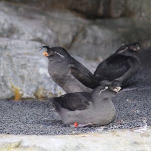 Crested Auklets
