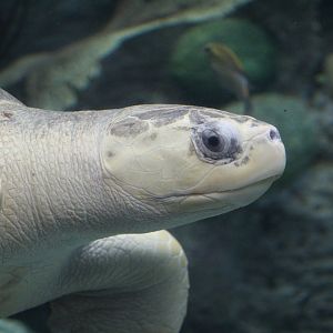 Olive Ridley Sea Turtle