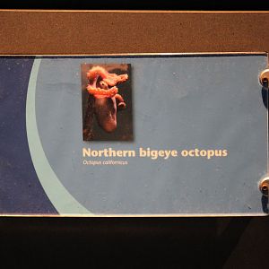 North Pacific Bigeye Octopus Signage