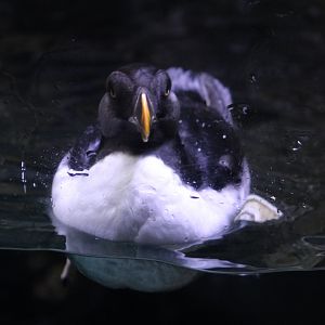 Horned Puffin