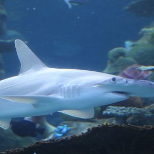 Bonnethead Shark