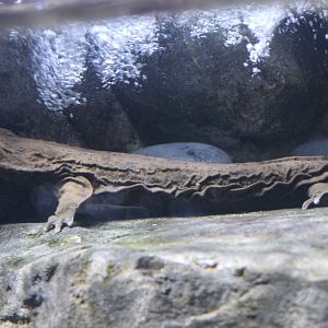 Eastern Hellbender