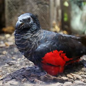 Pesquet's parrot (Psittrichas fulgidus)