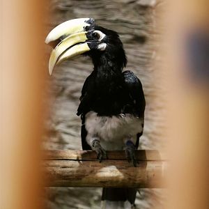 Oriental pied hornbill (Anthracoceros albirostris)