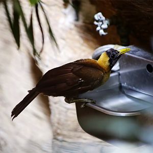 Red bird-of-paradise (Paradisaea rubra)