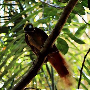 Raggiana bird-of-paradise (Paradisaea raggiana)