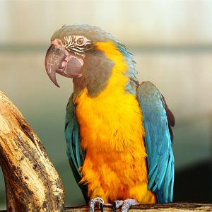 Blue-throated macaw (Ara glaucogularis)