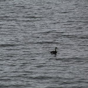 Western Grebe
