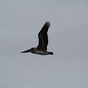 California Brown Pelican