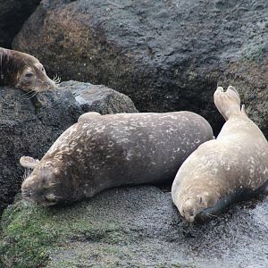 Pacific Harbor Seals