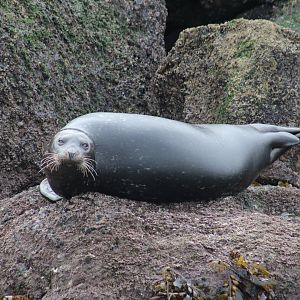 Pacific Harbor Seal
