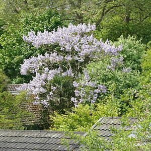 Foxglove tree, May 2018
