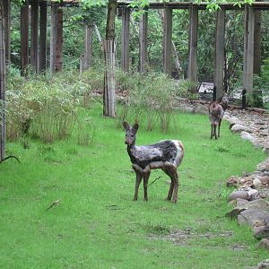 Musk Deer are on exhibit