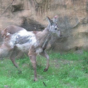 Musk Deer are on exhibit