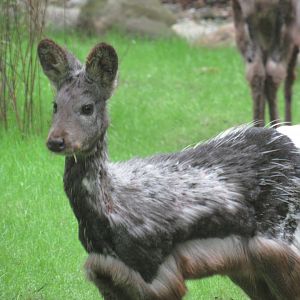Musk Deer are on exhibit